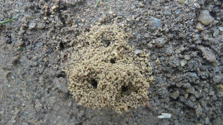 Free stock image of Small Ant Mound created by Upekha Vandebona