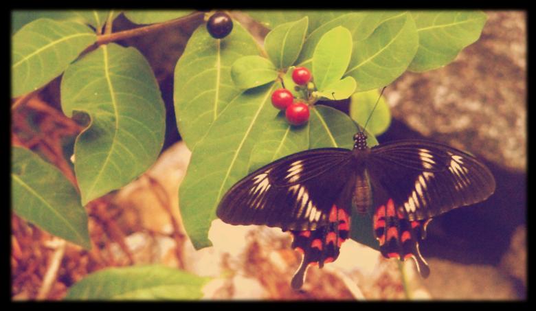 Free stock image of Butterfly on a Leaf created by Upekha Vandebona