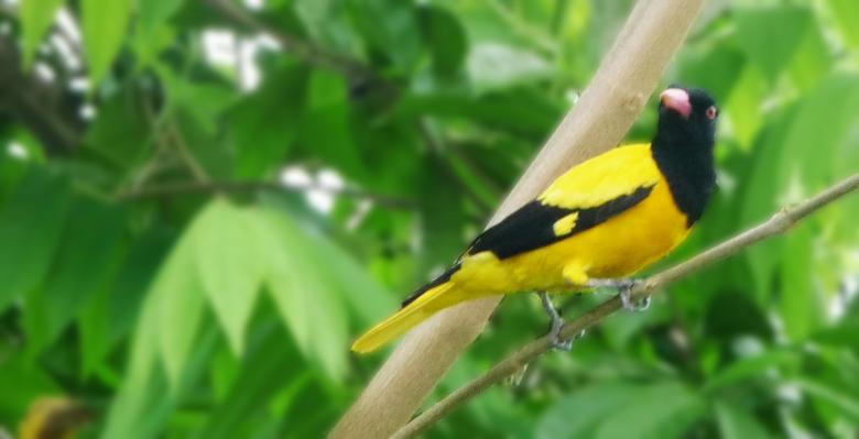 Free stock image of Yellow Bird created by Upekha Vandebona