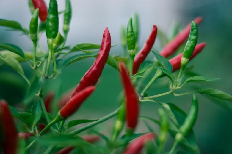 Free stock image of Fresh Red Chili Peppers created by Steve A Johnson