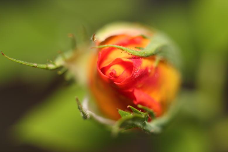 Free stock image of Blooming Soon created by ковач