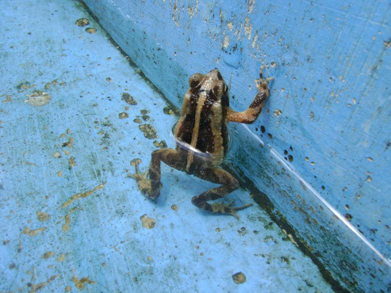 Free stock image of Little Frog created by Batu Berk