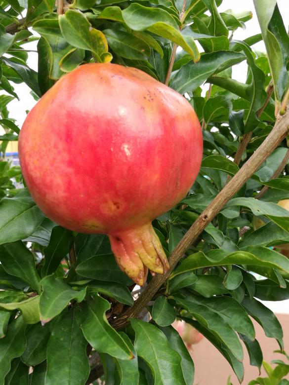 Free stock image of Pomegranate created by Batu Berk