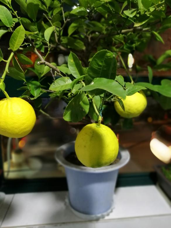 Free stock image of Meyer Lemon Tree created by Batu Berk
