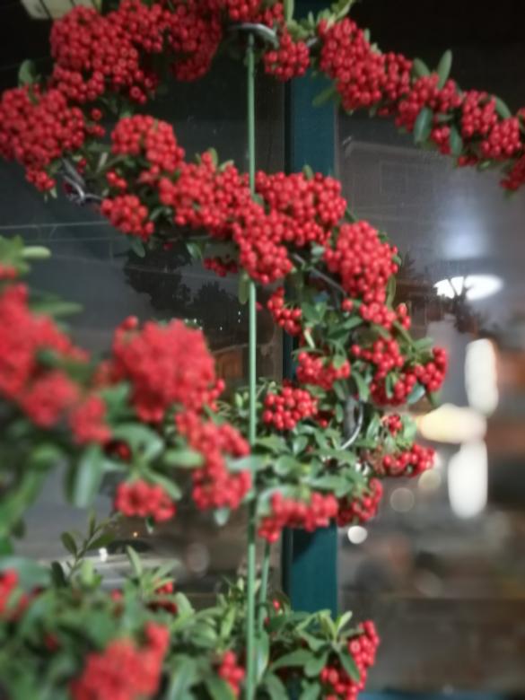 Free stock image of Bougainvillea created by Batu Berk