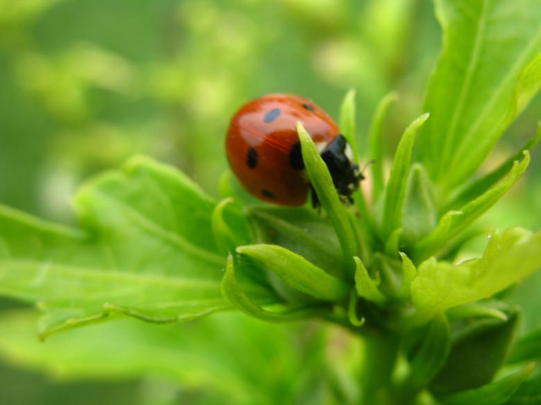Free stock image of A red ladybug with black dots created by Kateryna Nemchenko