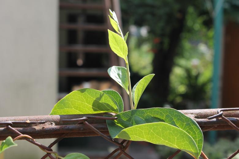 Free stock image of Sprout on rusty fence created by Kateryna Nemchenko
