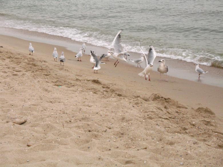 Free stock image of Seagulls on the Beach created by Kateryna Nemchenko