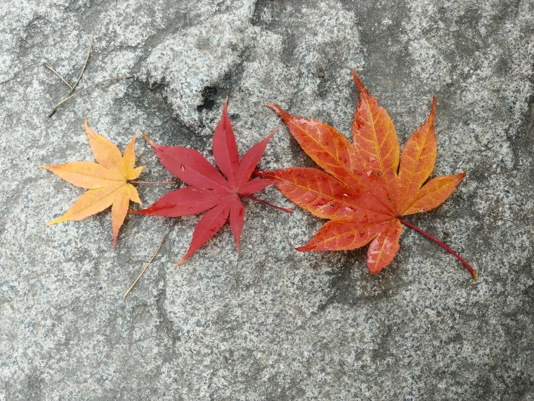 Free stock image of Three Autumn Leaves created by Batu Berk
