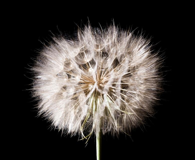 Free stock image of Dandelion on Black created by 2happy