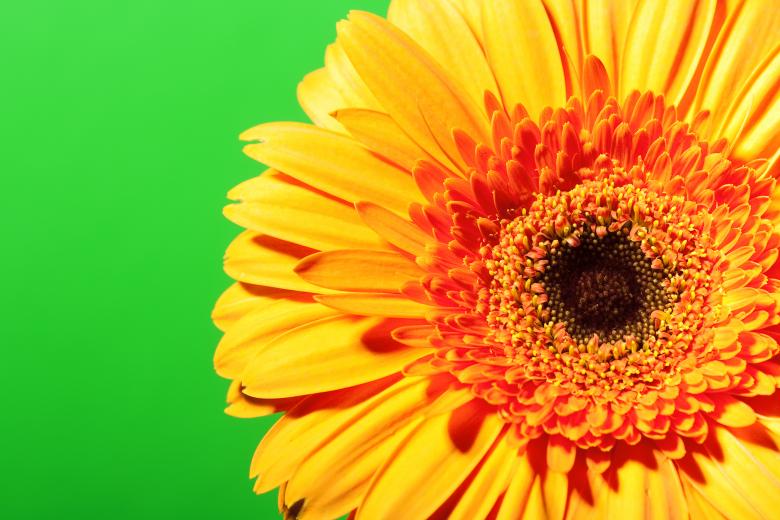 Free stock image of Yellow Gerbera Flower created by 2happy