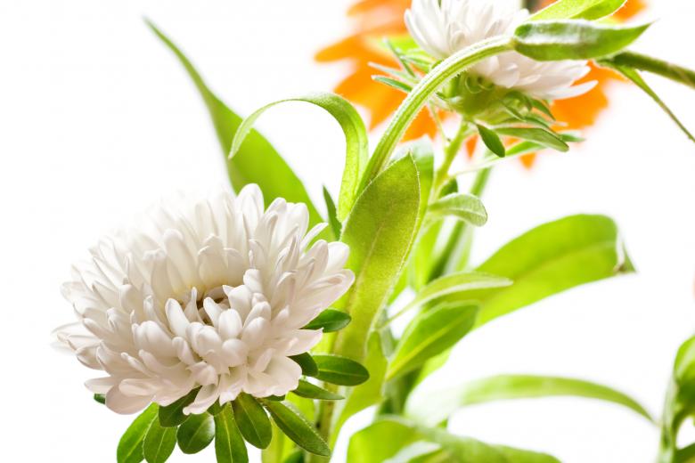 Free stock image of Fresh Beautiful Flowers on White created by 2happy