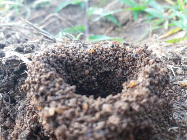 Free stock image of Ant Nest created by Infinity Focus