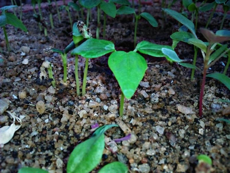 Free stock image of Small Plants created by Infinity Focus