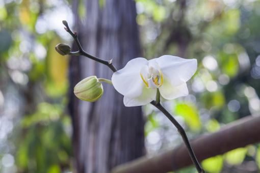 White Flower in Blossom - Vietnam - Free Stock Photo