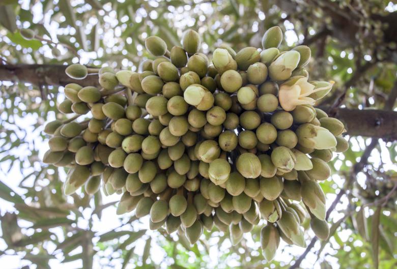 Free stock image of Longan Fruit created by Tran Van Tan