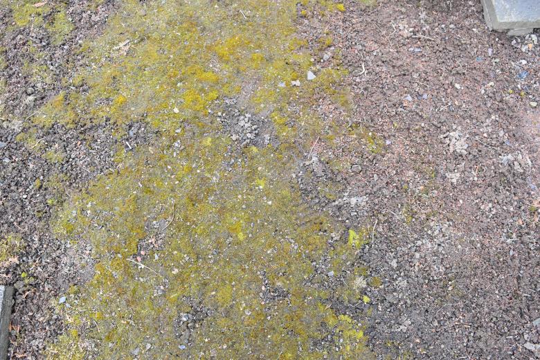 Free stock image of Mossy Ground Background created by ValérianTextureInComing