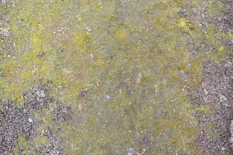 Free stock image of Mossy Ground Surface created by ValérianTextureInComing
