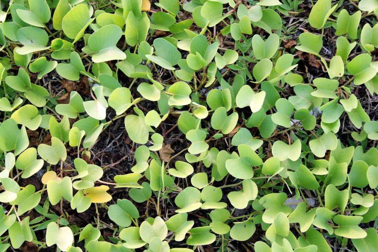 Free stock image of Plant Leafs on the Ground created by Ramkumar