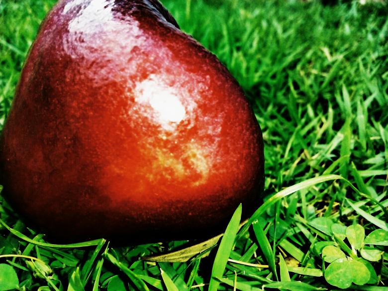 Free stock image of Jambakka Fruit created by Infinity Focus