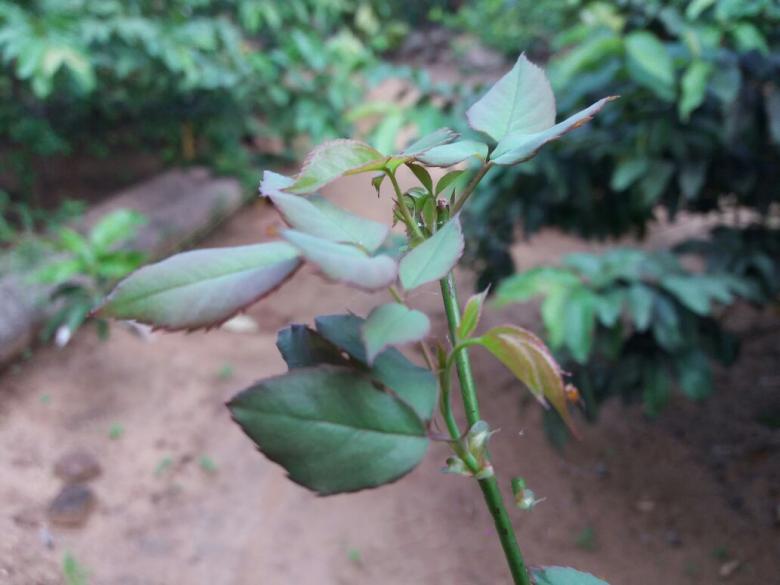 Free stock image of Rose Stalk created by Infinity Focus