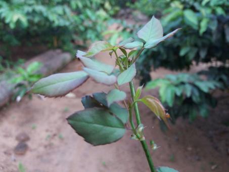 Rose Stalk - Free Stock Photo