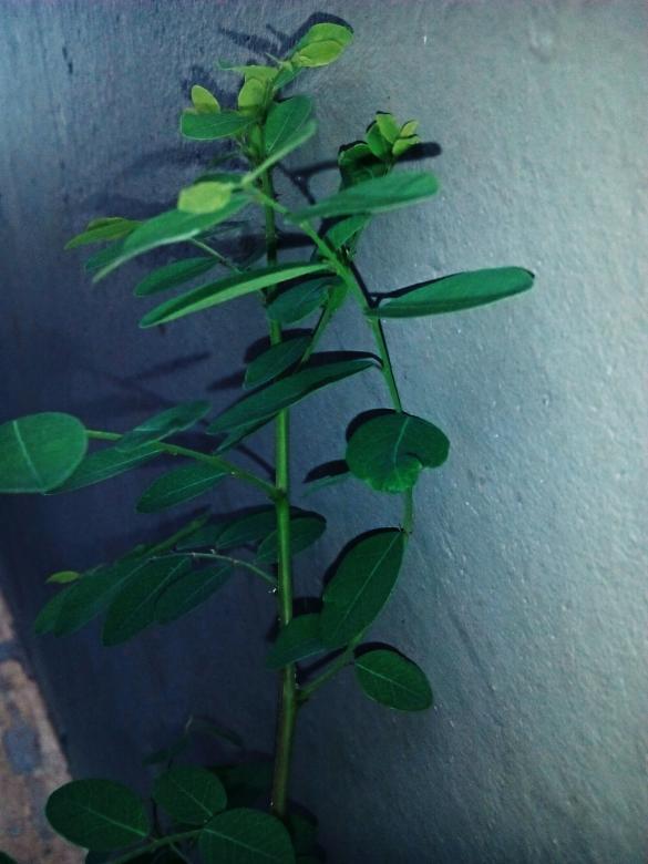 Free stock image of Green Plant against a Wall created by Infinity Focus