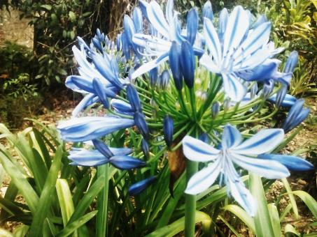 Free Stock Photo of Blue Flower