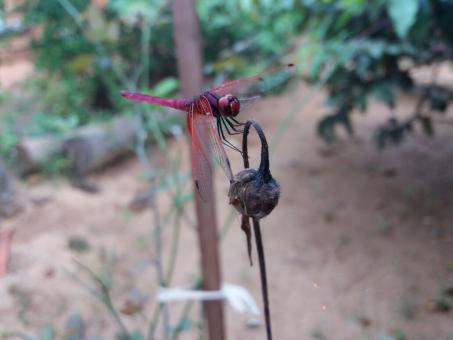 Free Stock Photo of Red Dragonfly 