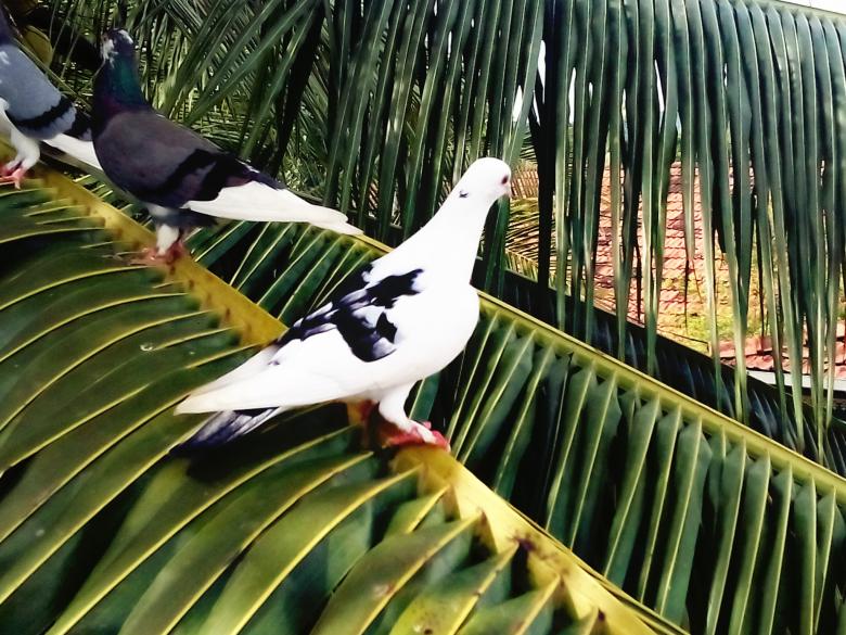 Free stock image of Pigeons on Palm created by Infinity Focus