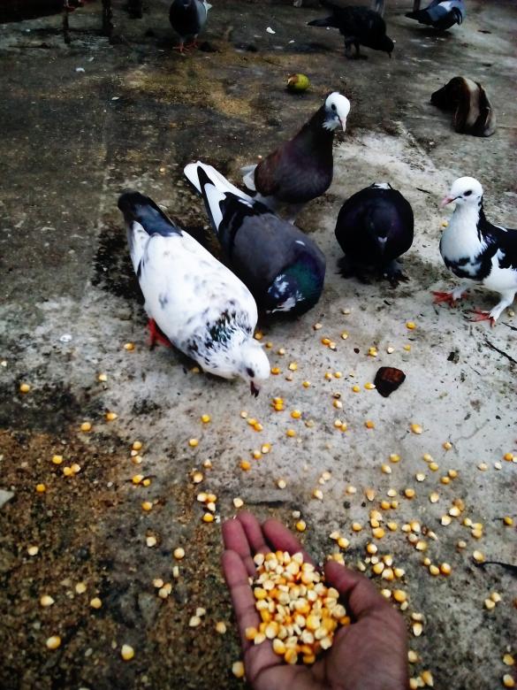 Free stock image of Feeding the Pigeons created by Infinity Focus