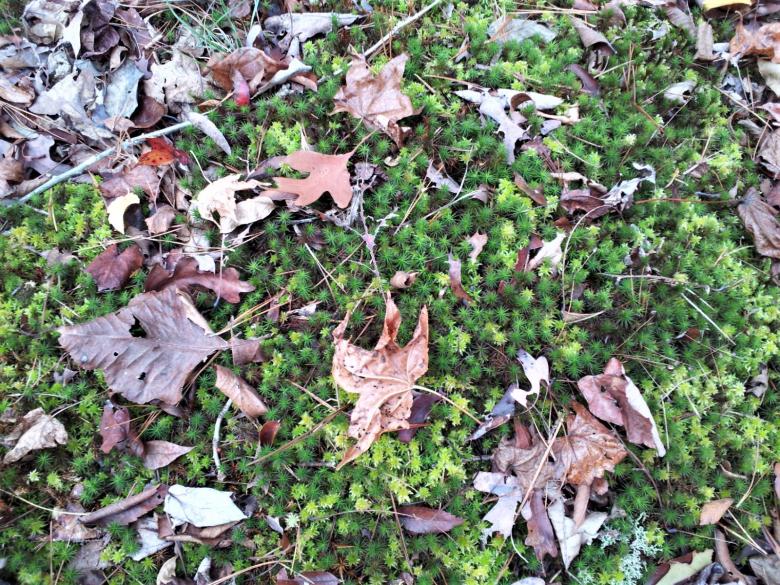 Free stock image of Leaves on the ground created by Brenda Bassett