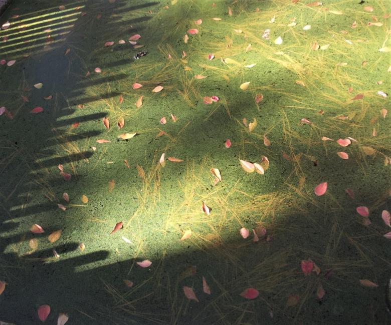 Free stock image of Leaves in the Moss created by Brenda Bassett