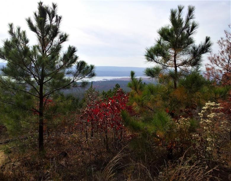 Free stock image of Trees in the Forest created by Brenda Bassett