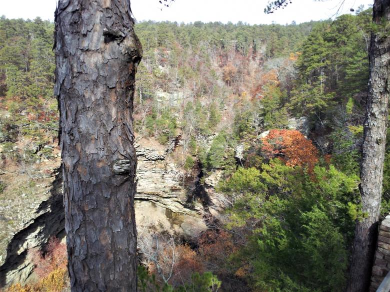 Free stock image of Forest created by Brenda Bassett