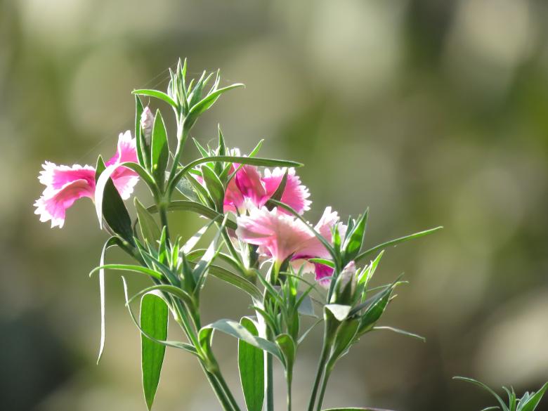 Free stock image of Pink Flowers created by pixloger