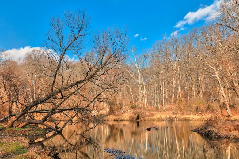 Free stock image of Ridley Bare Woods Creek created by Nicolas Raymond