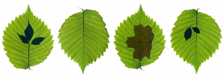 Free stock image of Isolated Green Leaves created by 2happy