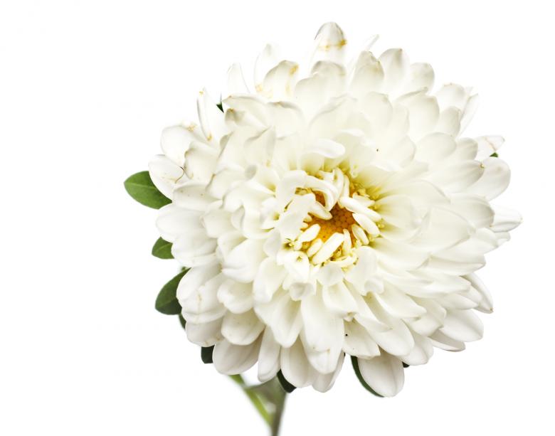 Free stock image of White Isolated Flower created by 2happy