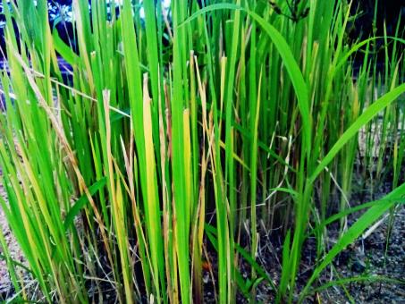 Free Stock Photo of Green Rice Plant