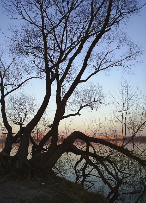Free stock image of Abstract Tree at Dusk created by Victoria Borodinova