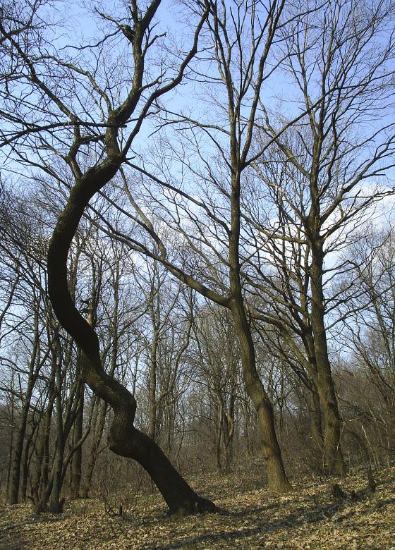 Free stock image of Bare Autumn Trees created by Victoria Borodinova