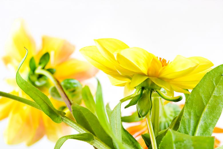Free stock image of Yellow Summer Flowers created by 2happy