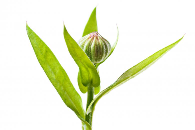 Free stock image of Flower Stem created by 2happy