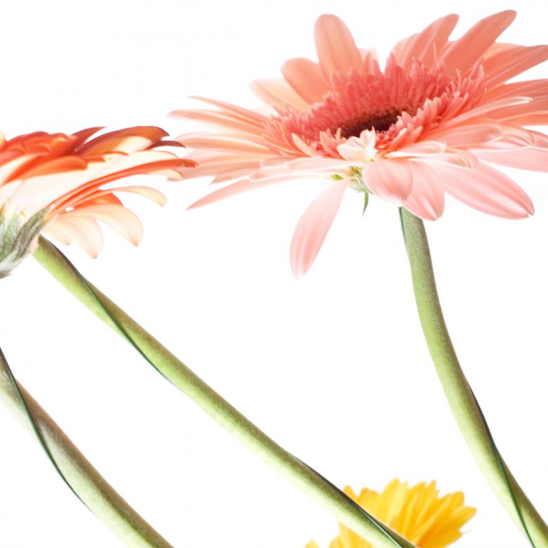 Free stock image of Pink Flowers on White created by 2happy