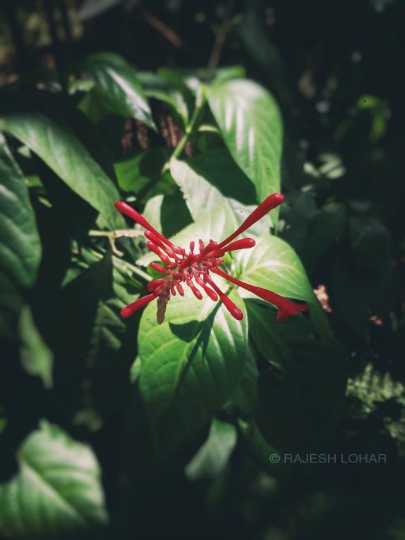 Free stock image of Flower Clicks created by rajesh_lohar7