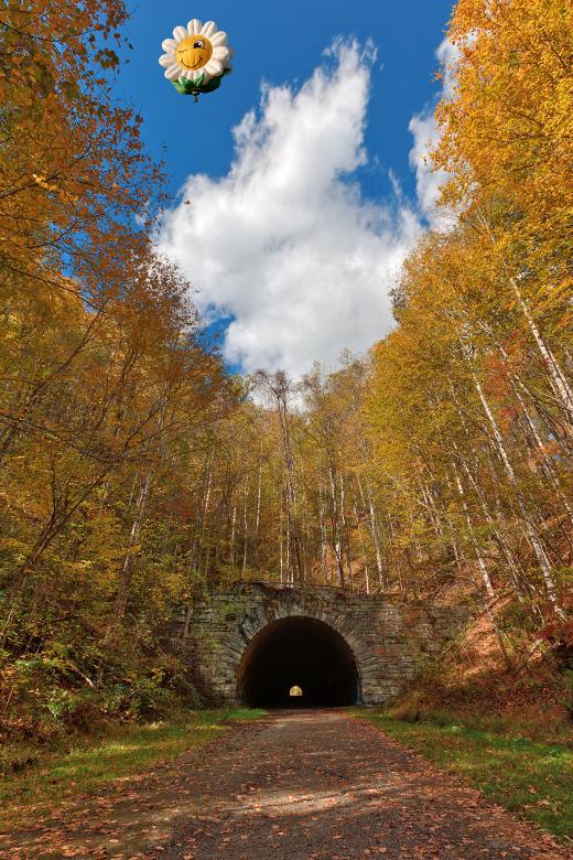 Free stock image of Smiling Daisy Forest Tunnel created by Nicolas Raymond