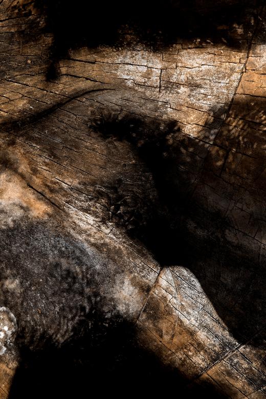 Free stock image of Spectral Mammoth created by Nicolas Raymond