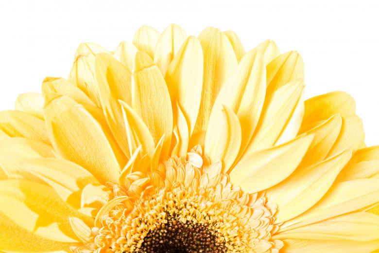 Free stock image of Gerbera created by 2happy