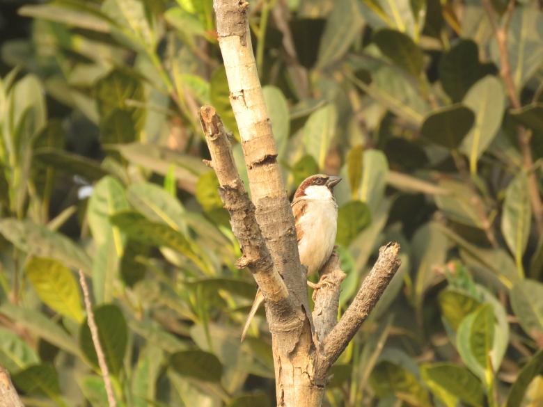 Free stock image of Sparrow created by pixloger